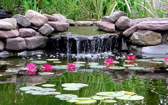 Pond through the winter-what to look for water plants and fish