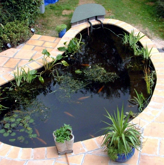 Pond through the winter-what to look for water plants and fish