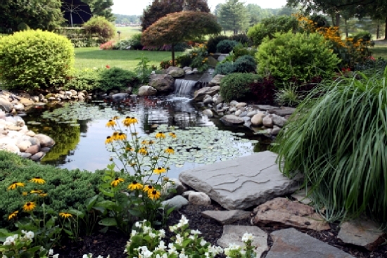 Pond through the winter-what to look for water plants and fish