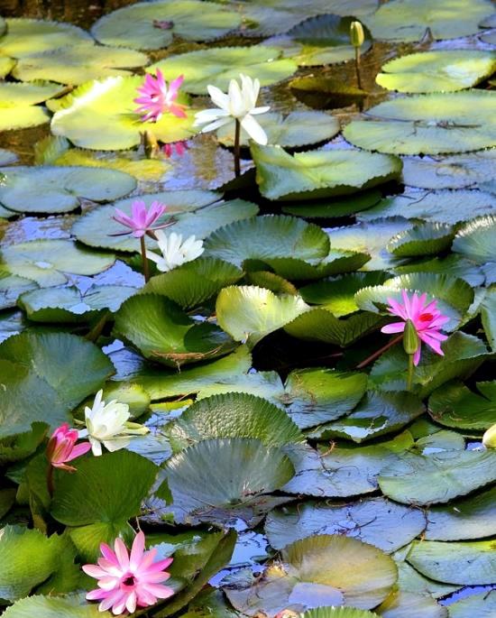 Pond through the winter-what to look for water plants and fish