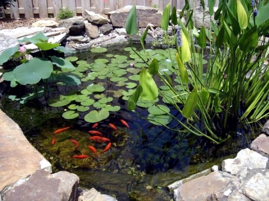 Pond through the winter-what to look for water plants and fish