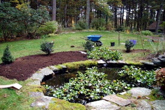 Pond through the winter-what to look for water plants and fish