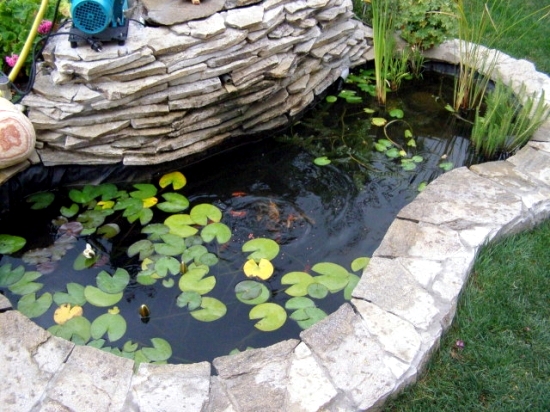Pond through the winter-what to look for water plants and fish