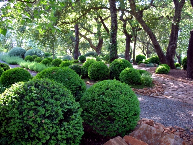 Structuring shrubs and trees in the garden - plant selection