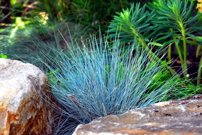 Suitable for rock garden plants: the Blue Fescue