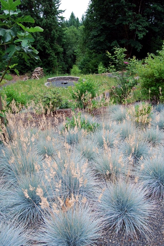 Suitable for rock garden plants: the Blue Fescue