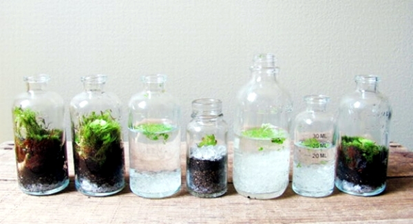 Terrarium designs serve as decorative mini garden in the interior ...