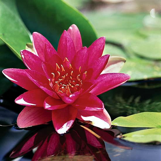 The best plants for a water garden - 15 flowers for planting