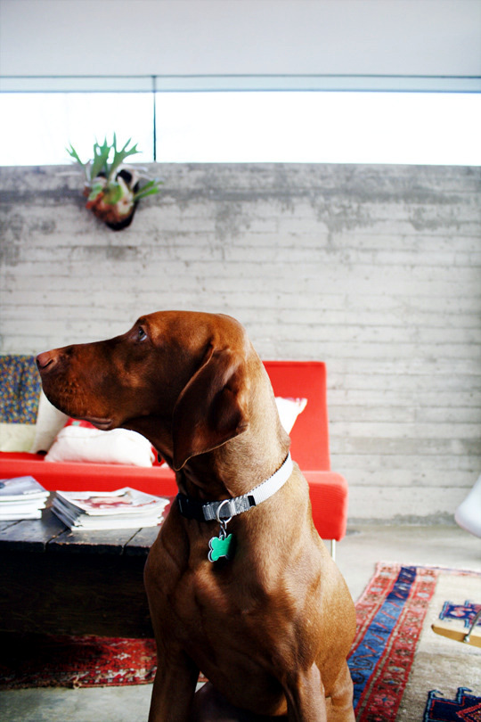 The interior decoration of a Texas apartment