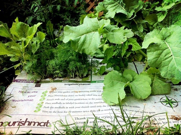 The Nourishmat mini garden project ünterstützt a healthy diet