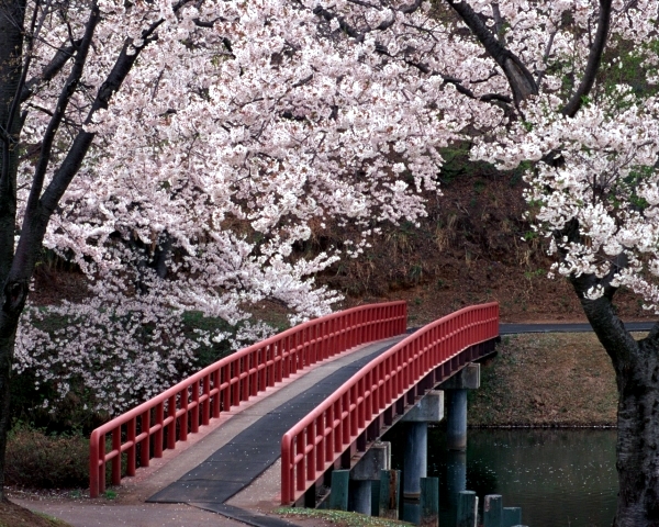 The Sakura flowers in Japan watch - a dream vacation in the spring
