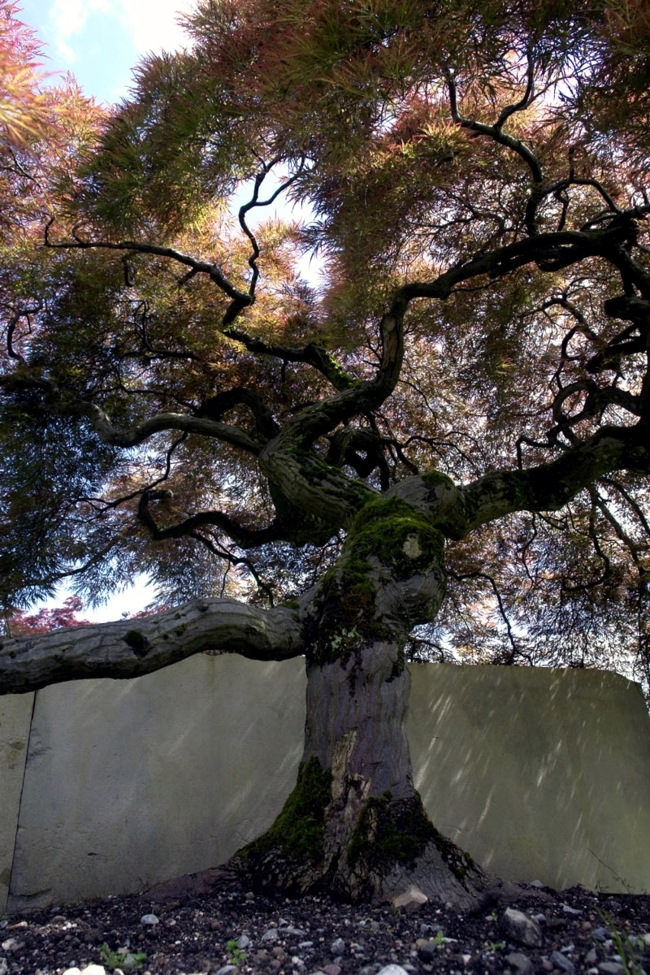 Tree Museum in Switzerland is home to over 2000 species of trees