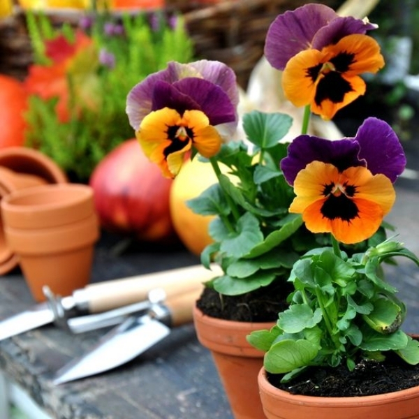 Which plants in the autumn setting - gardening tips for beginners